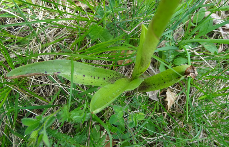 Orchis mascula subsp. speciosa